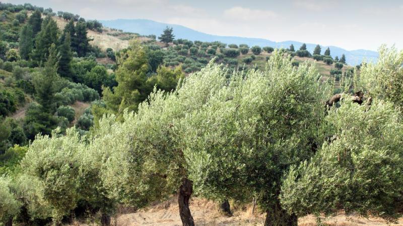 Autumn Olive Tree Workshop 