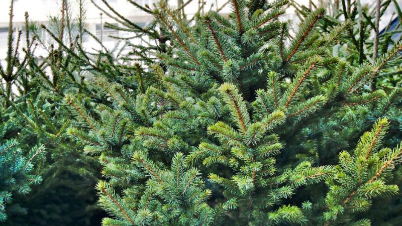 Christmas Tree Workshop