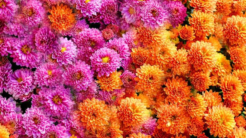 Mums Workshop