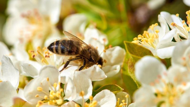 Pollinator Plot Workshop