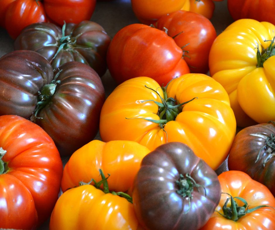 Tomatoes 